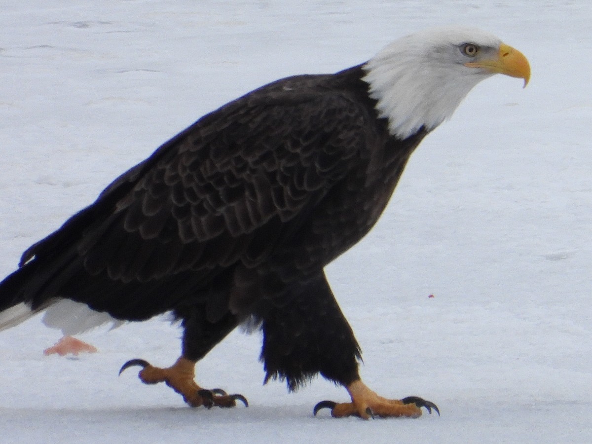 Bald Eagle - ML195662681