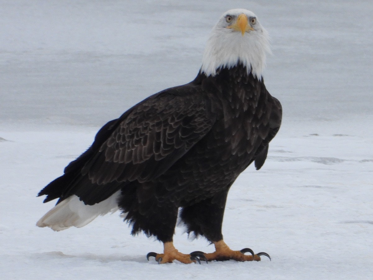 Bald Eagle - ML195662701