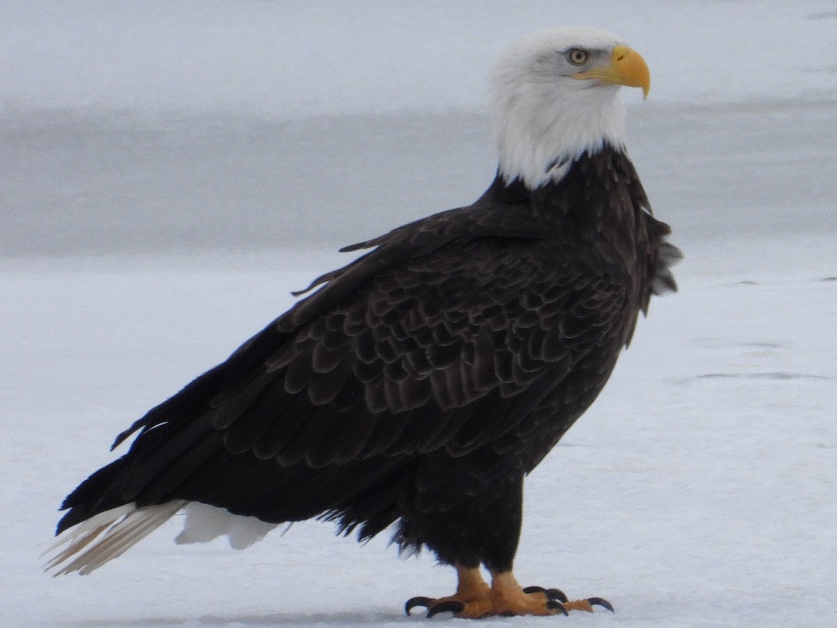 Bald Eagle - ML195662721