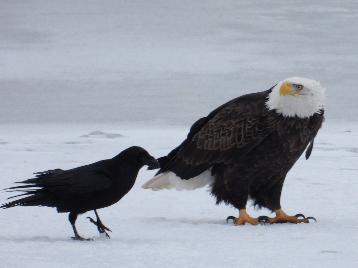 Bald Eagle - ML195662731