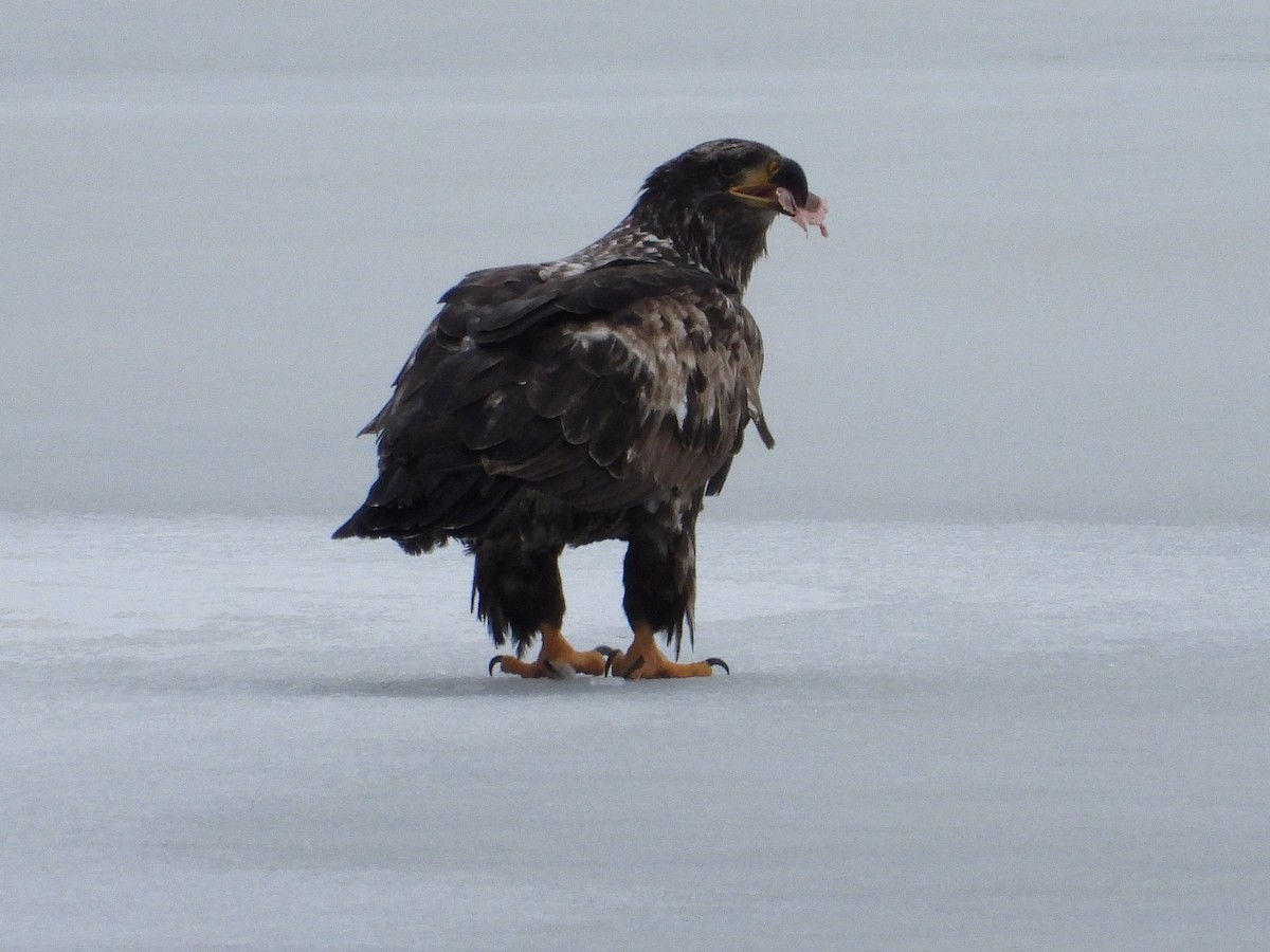 Bald Eagle - ML195662781