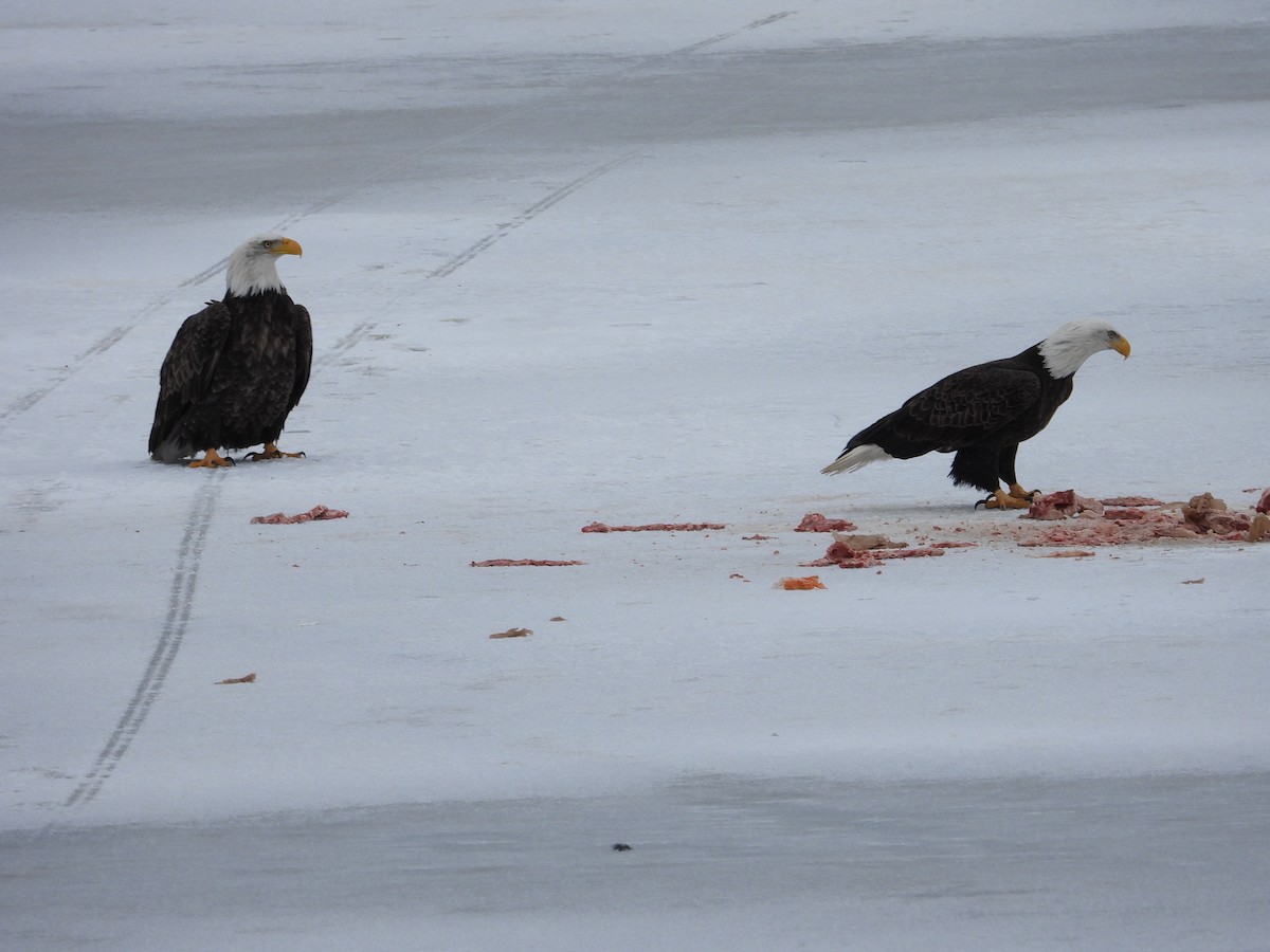 Bald Eagle - ML195662911