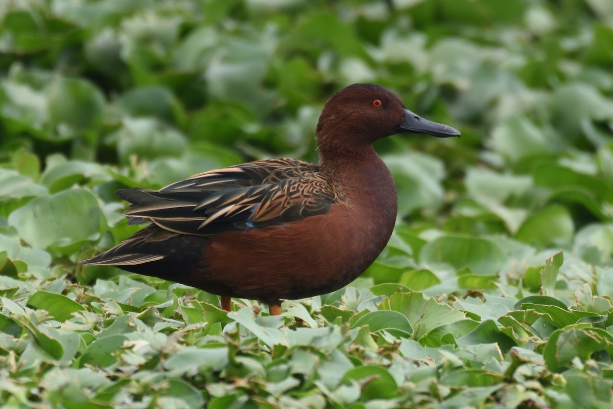 Cinnamon Teal - German Garcia