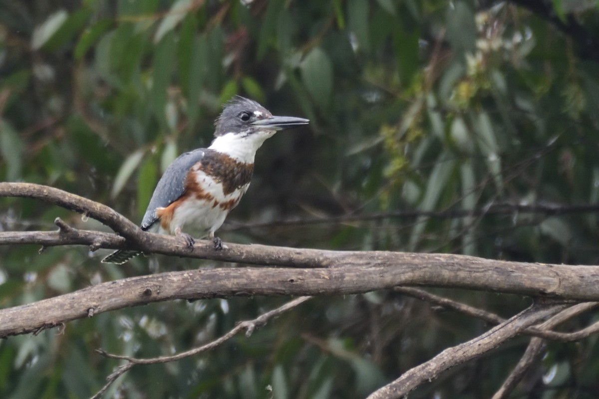 Belted Kingfisher - ML195666261