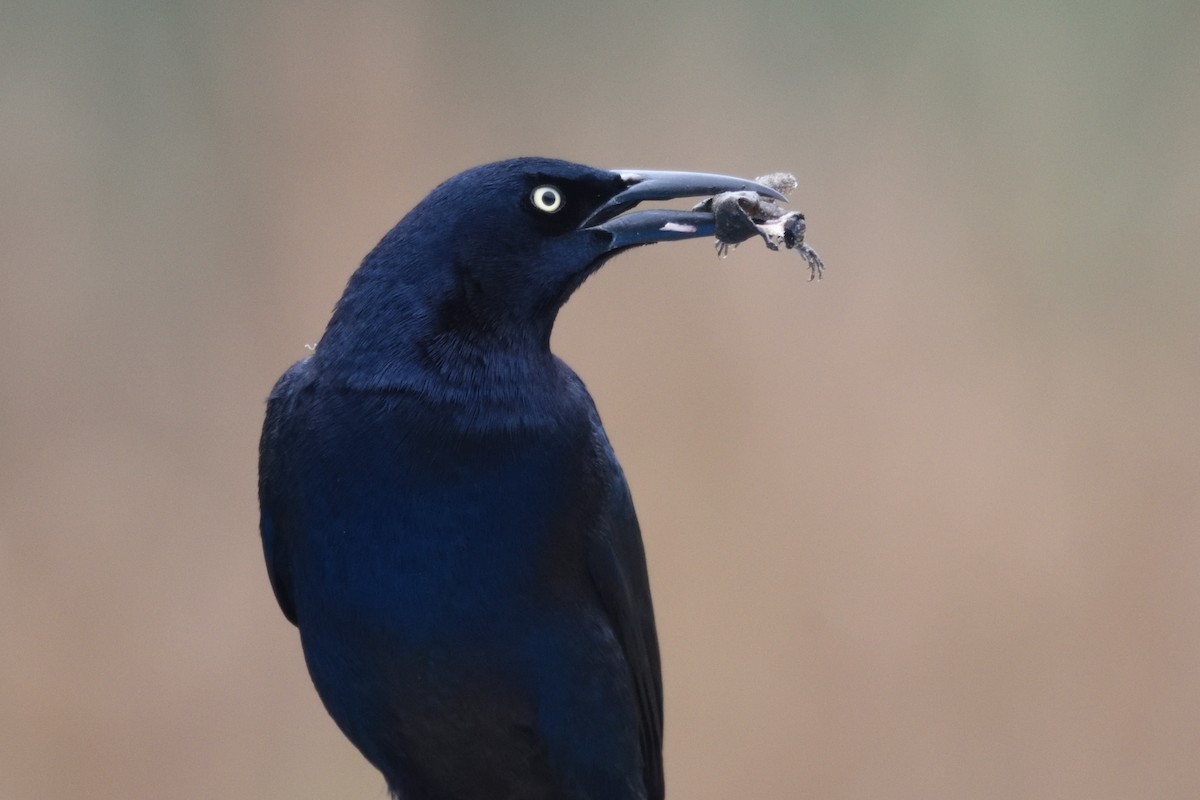 Great-tailed Grackle - ML195666681