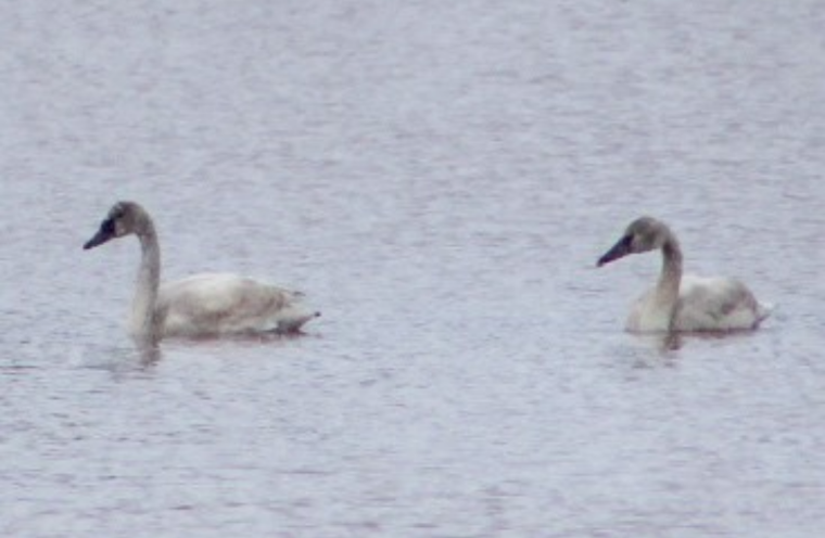 Tundra Swan - ML195667651