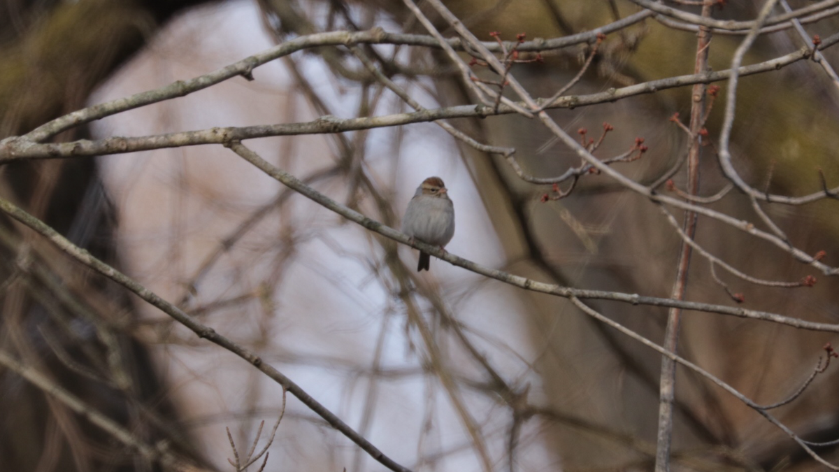 Chipping Sparrow - ML195670051