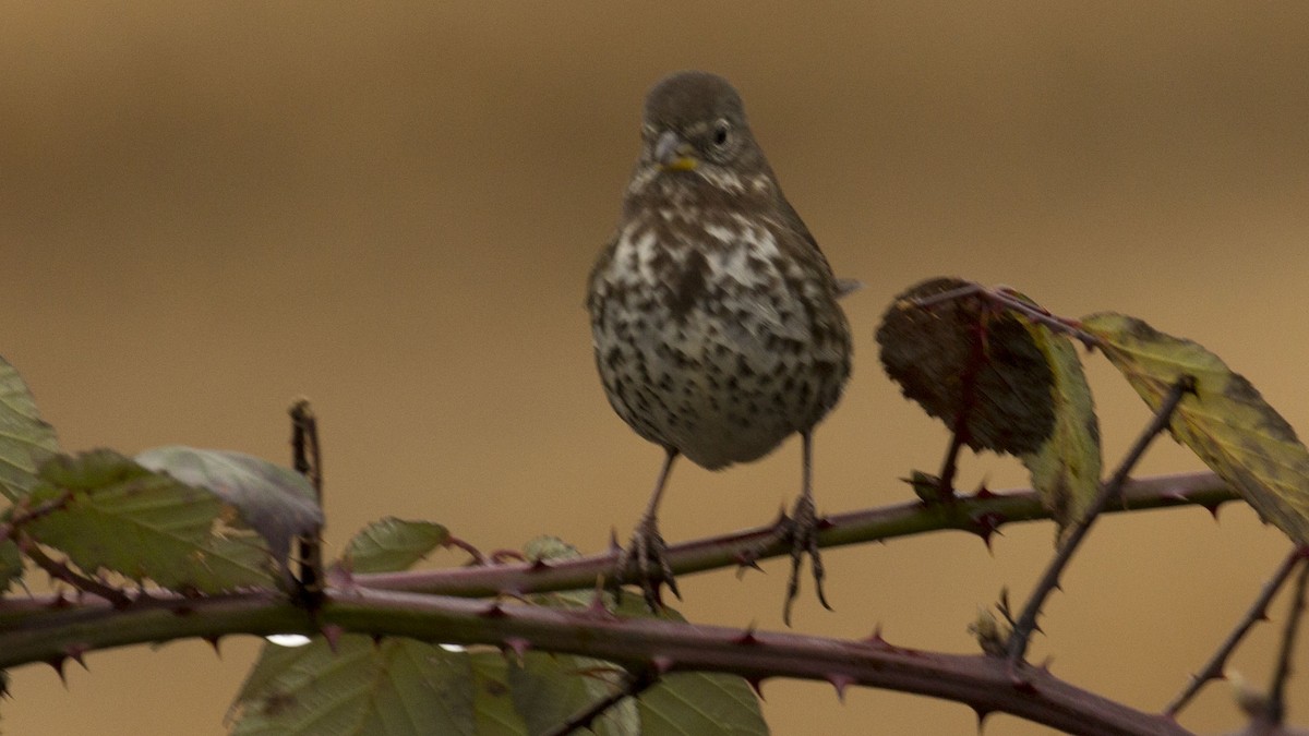 Fox Sparrow - ML195671331