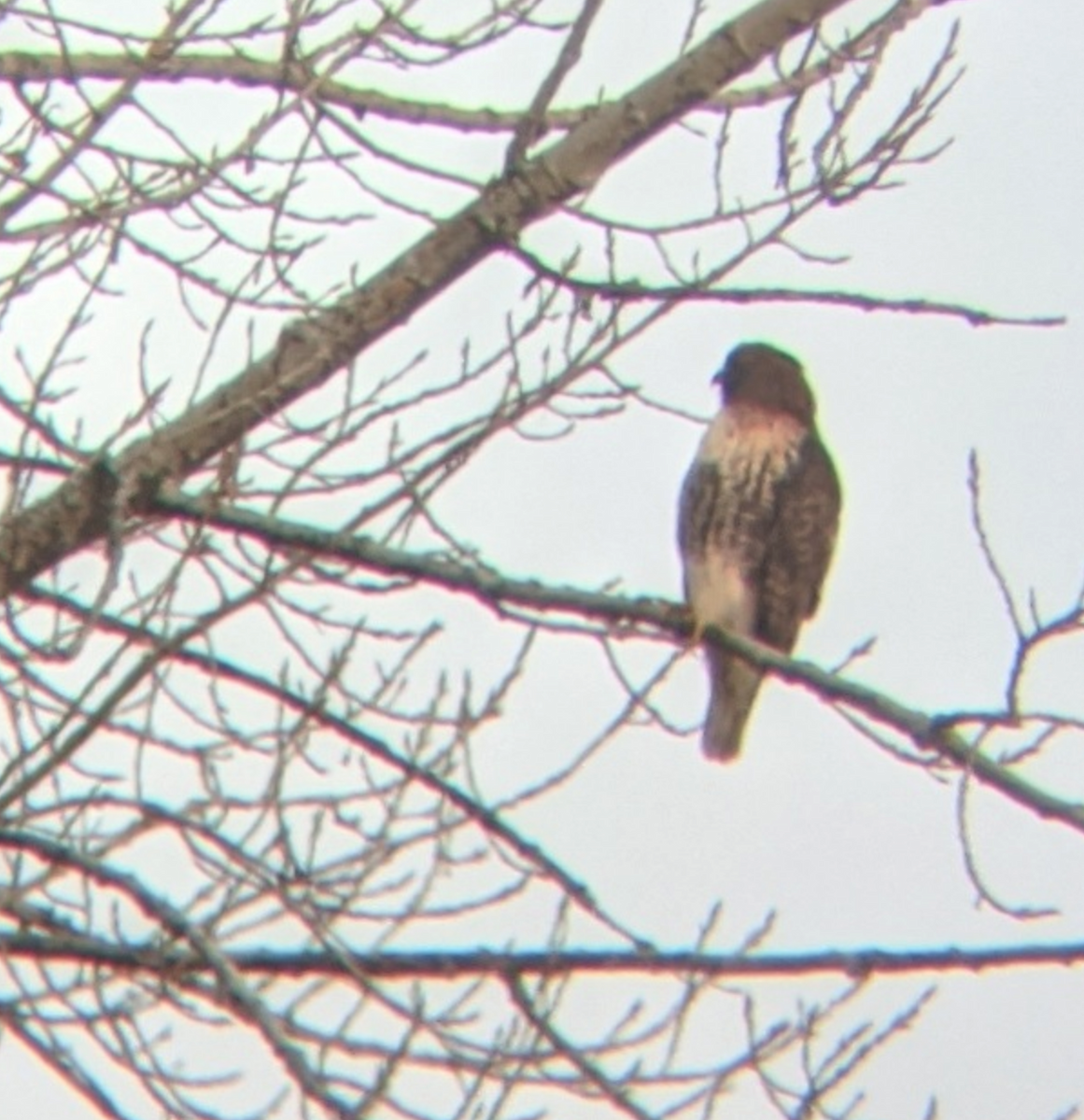 Red-tailed Hawk (abieticola) - Spencer Hardy