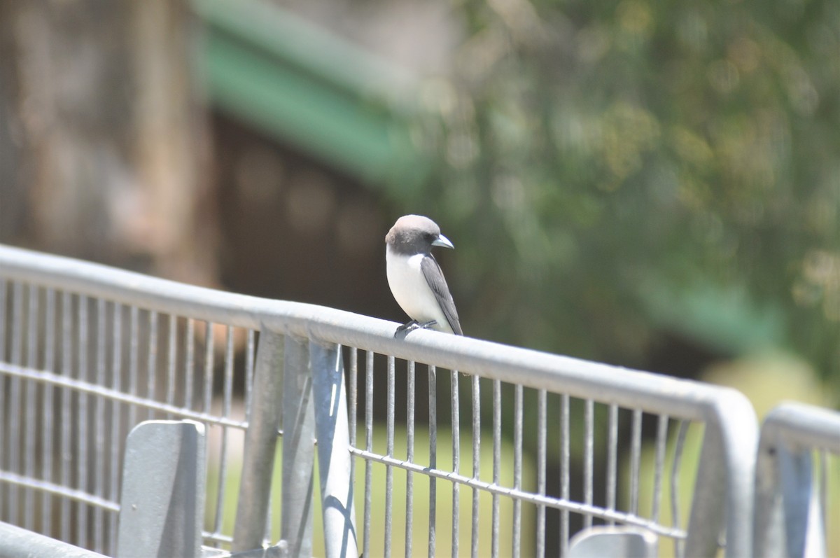 White-breasted Woodswallow - ML195673321