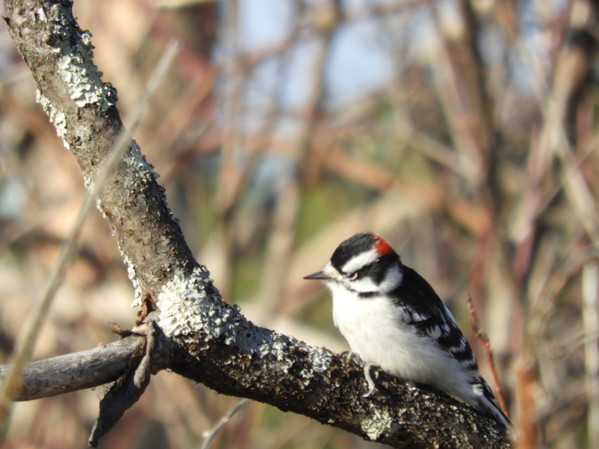 Downy Woodpecker (Eastern) - Laura Markley