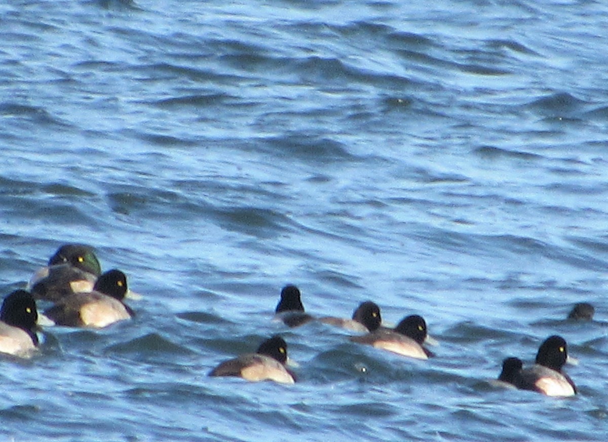 Greater Scaup - MA 2