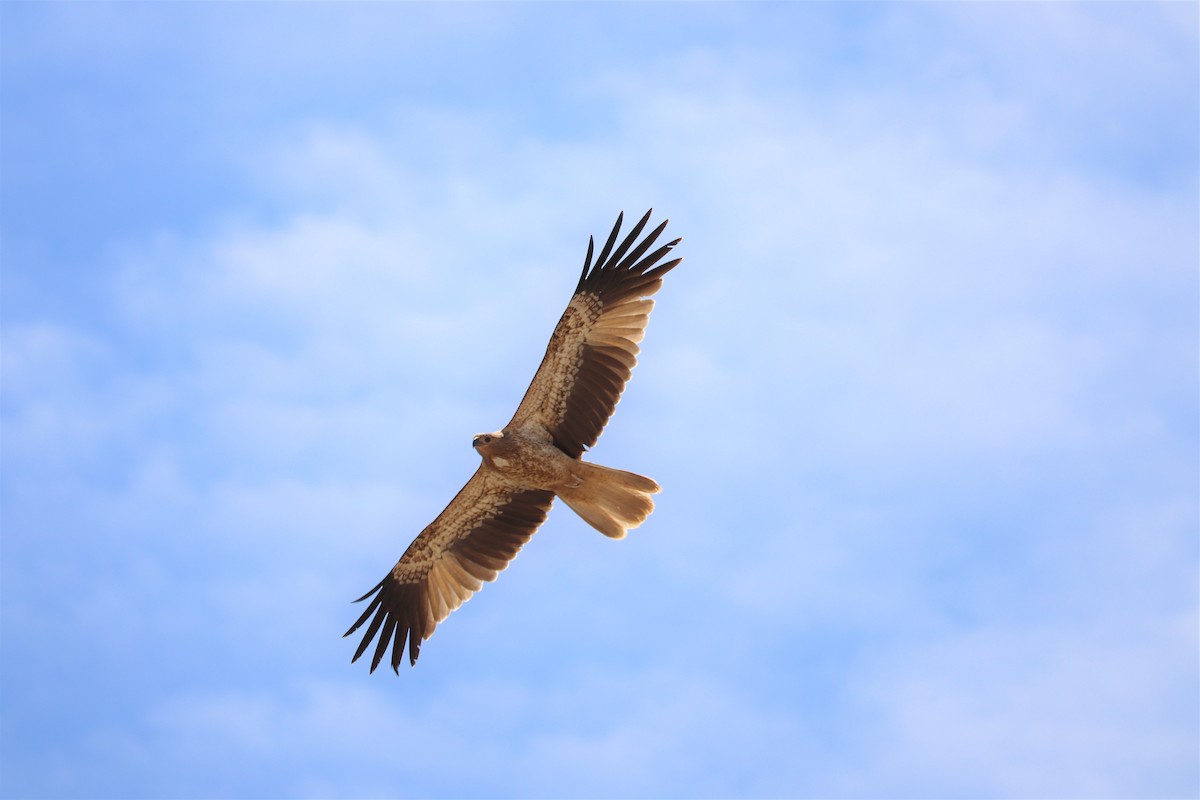 Whistling Kite - Bryn Sheppard