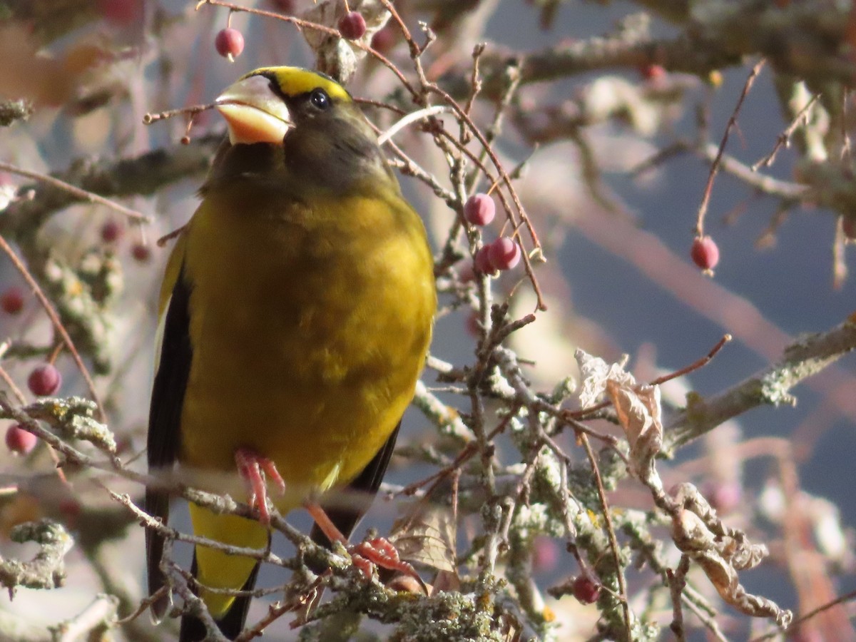 Evening Grosbeak - Wayne Smith