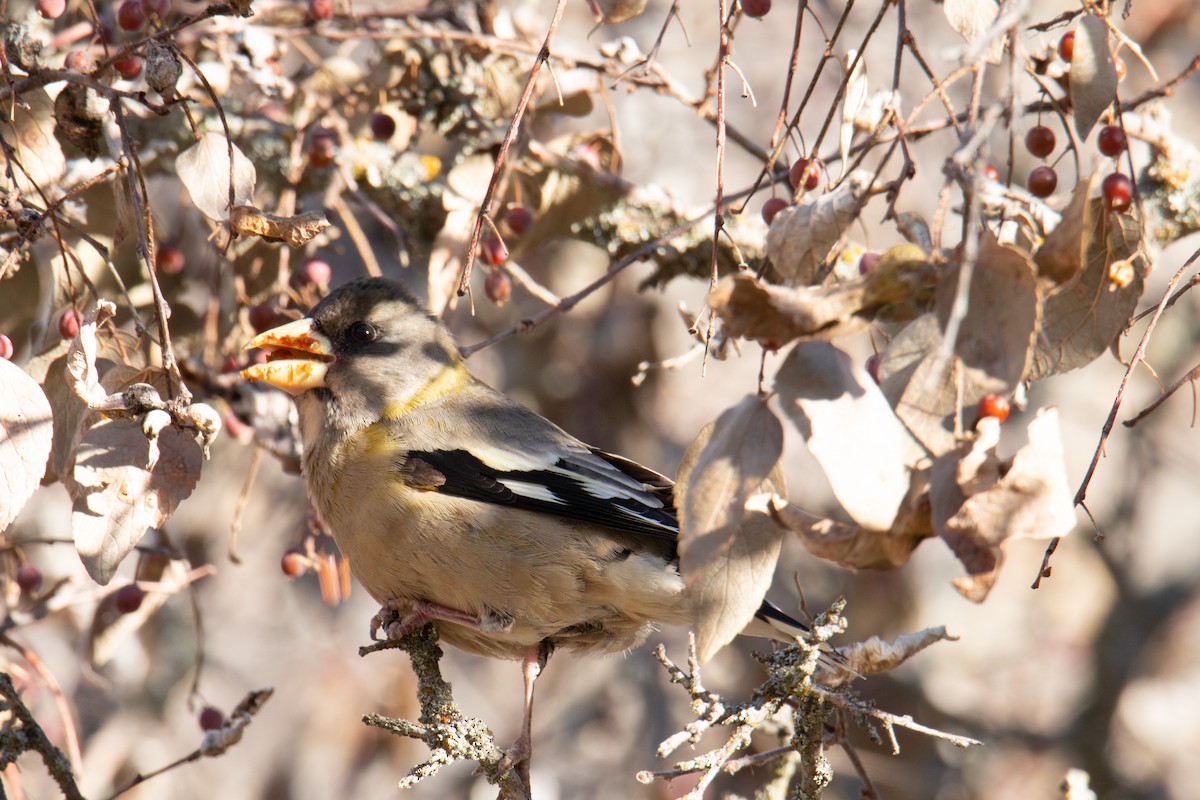 Evening Grosbeak - ML195676651