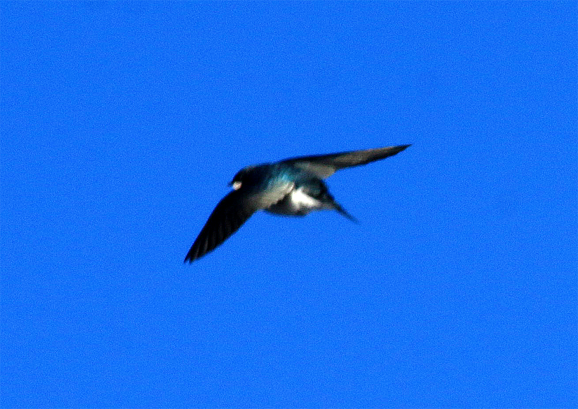 Golondrina Bicolor - ML195679771