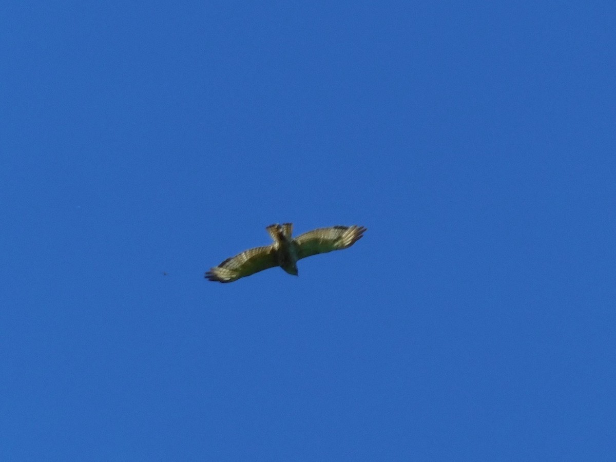 Broad-winged Hawk - ML195682841