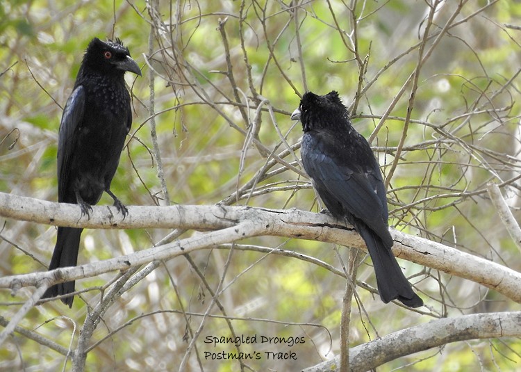 Spangled Drongo - ML195684801