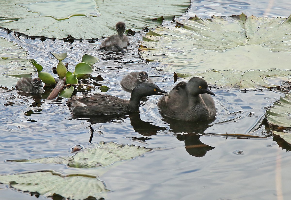 Least Grebe - Roger Ahlman