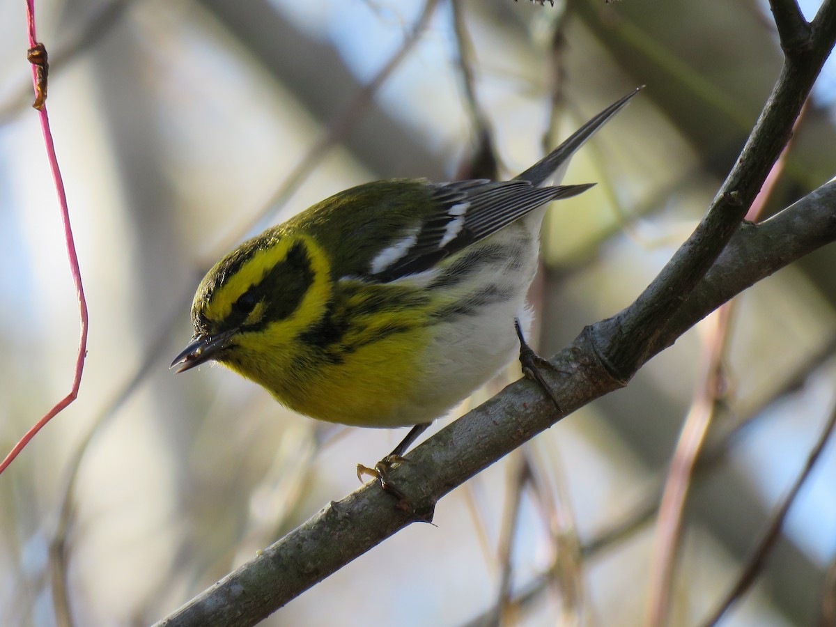 Townsend's Warbler - John Perry