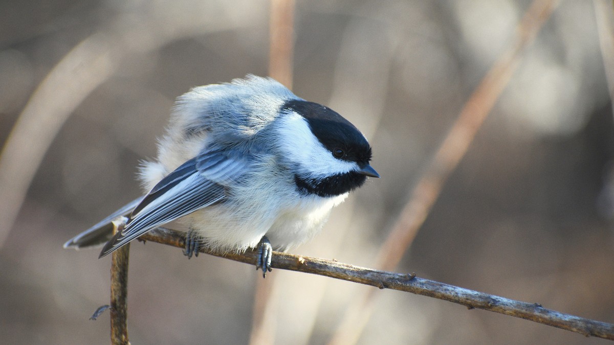 Black-capped Chickadee - ML195688241