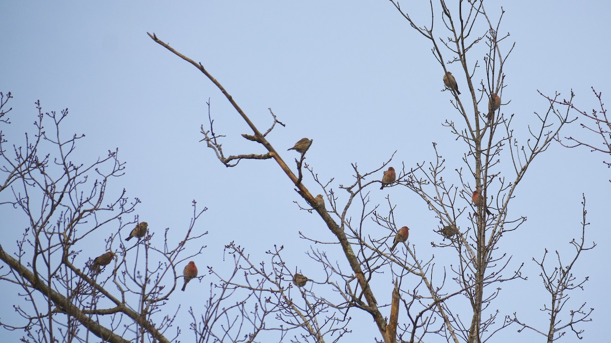 House Finch - ML195688731