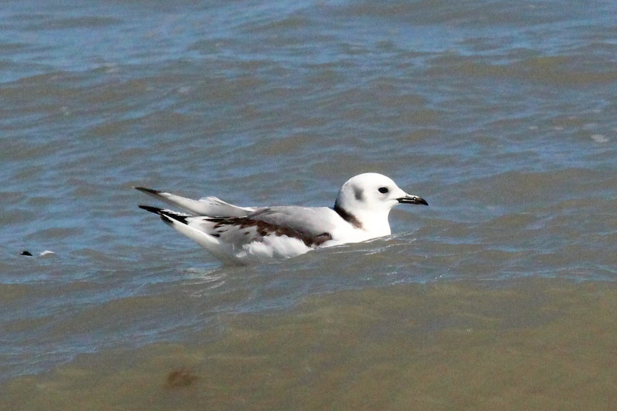 Black-legged Kittiwake - ML195688761