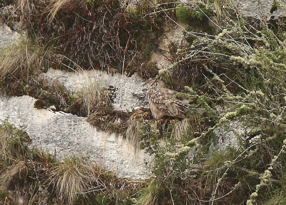 Lesser Horned Owl - ML195689771