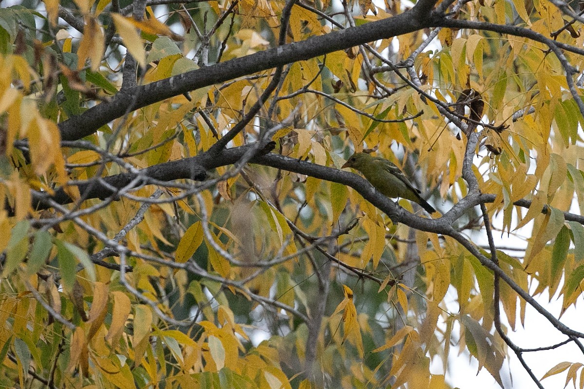 Western Tanager - ML195689871