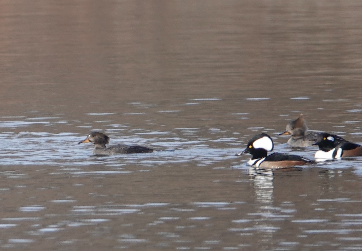 Hooded Merganser - ML195689911