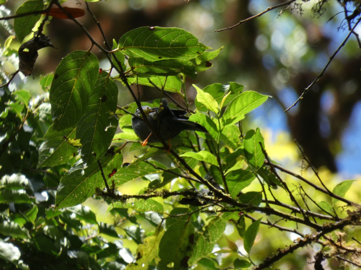 Костариканский дрозд - ML195691551