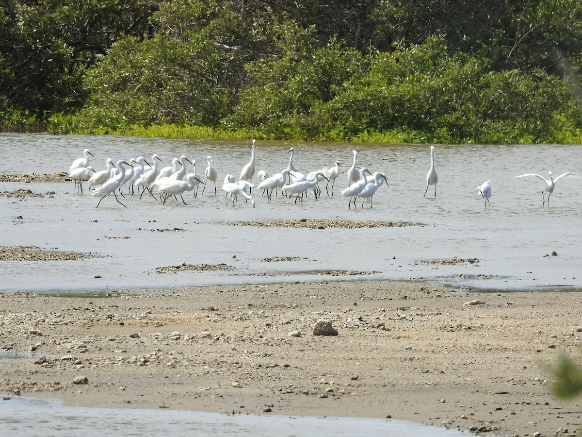 Snowy Egret - ML195692021