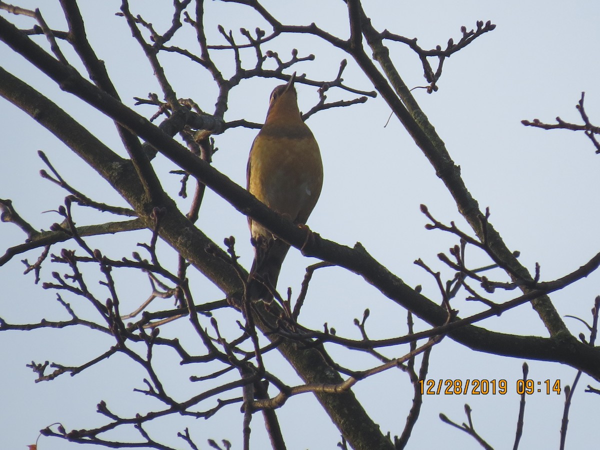 Varied Thrush - ML195693321