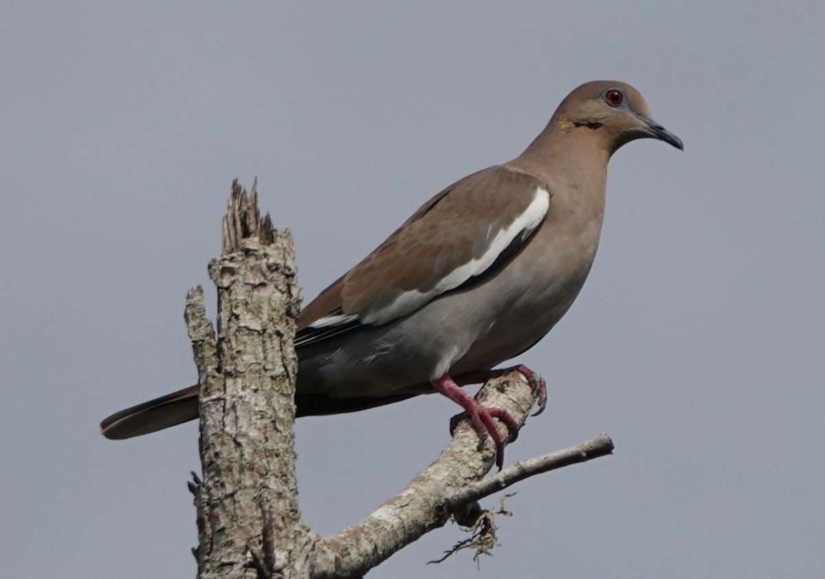 White-winged Dove - ML195696841