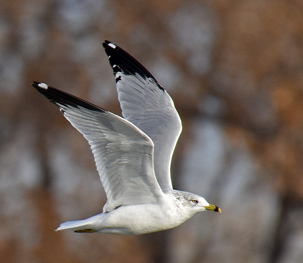 Ring-billed Gull - ML195697281