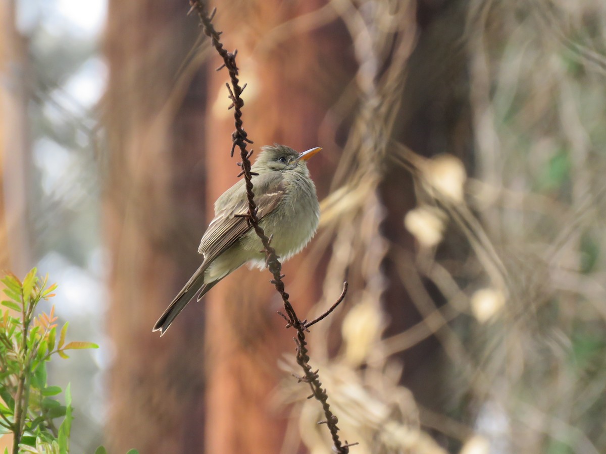 Greater Pewee - Becky Turley