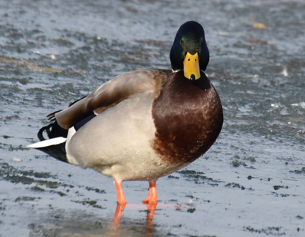 Mallard - ML195701121