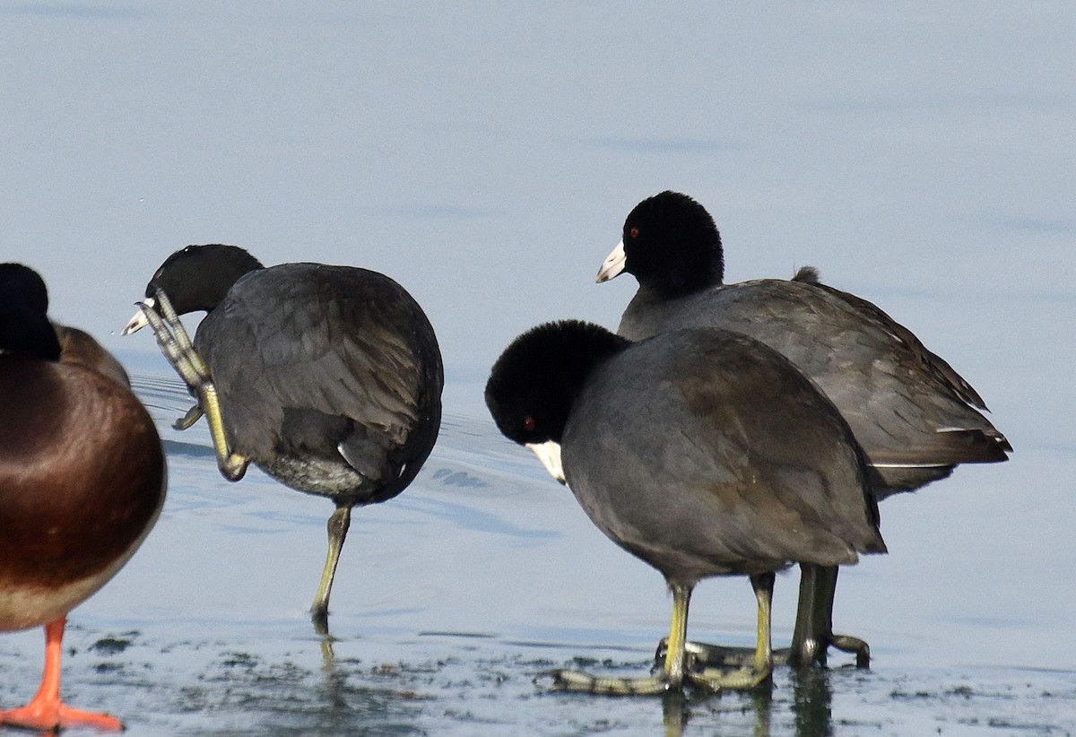 American Coot - ML195701281