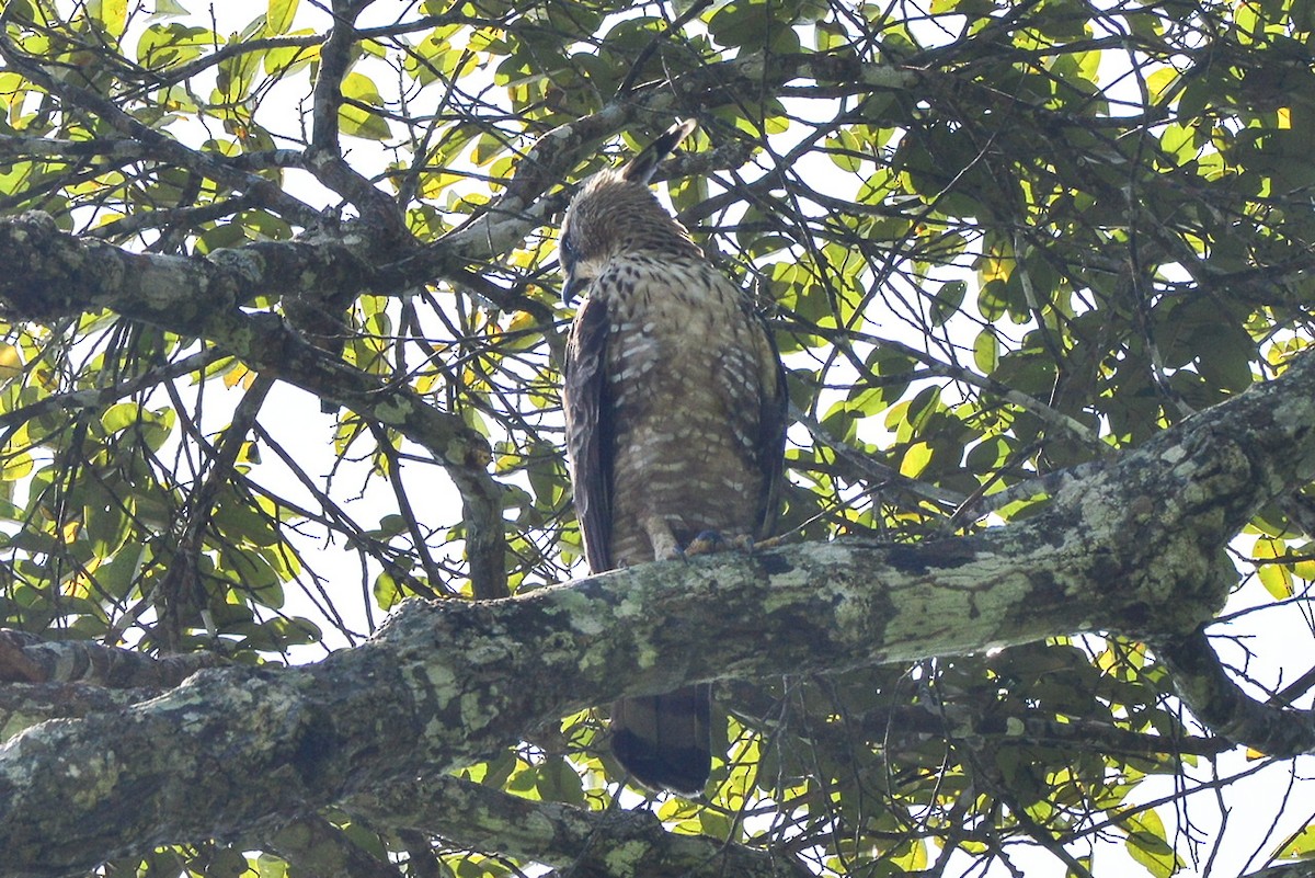 Mountain Hawk-Eagle - ML195704931