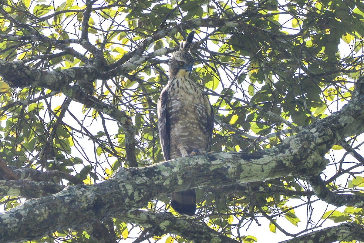 Berghaubenadler - ML195705011