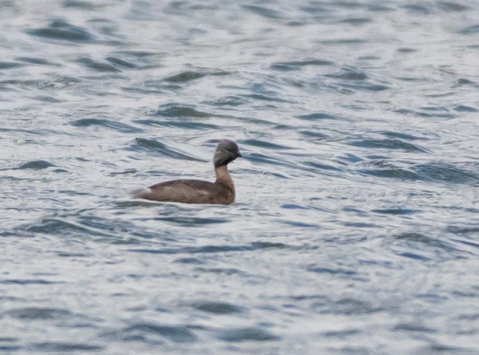 Hoary-headed Grebe - ML195706501