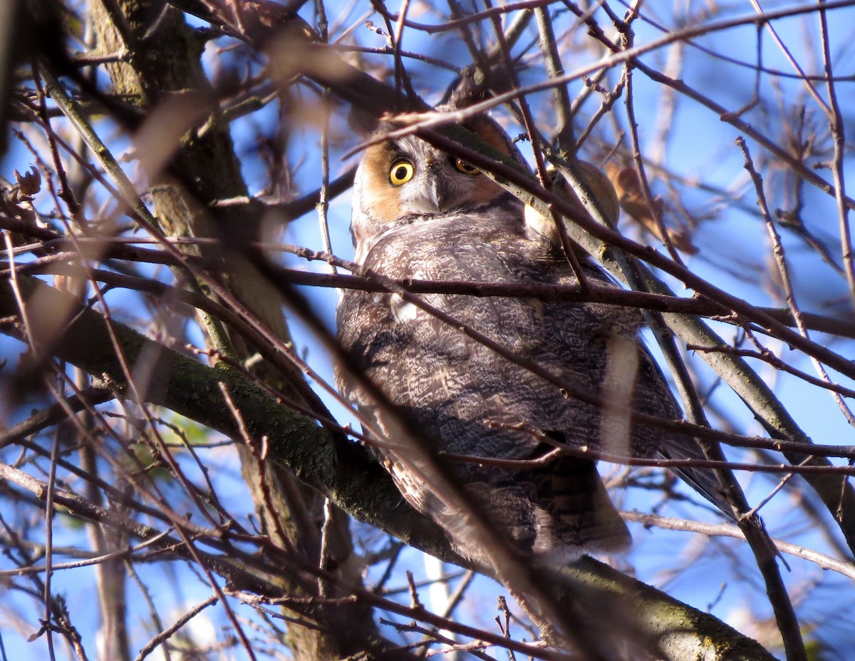 Long-eared Owl - ML195708031