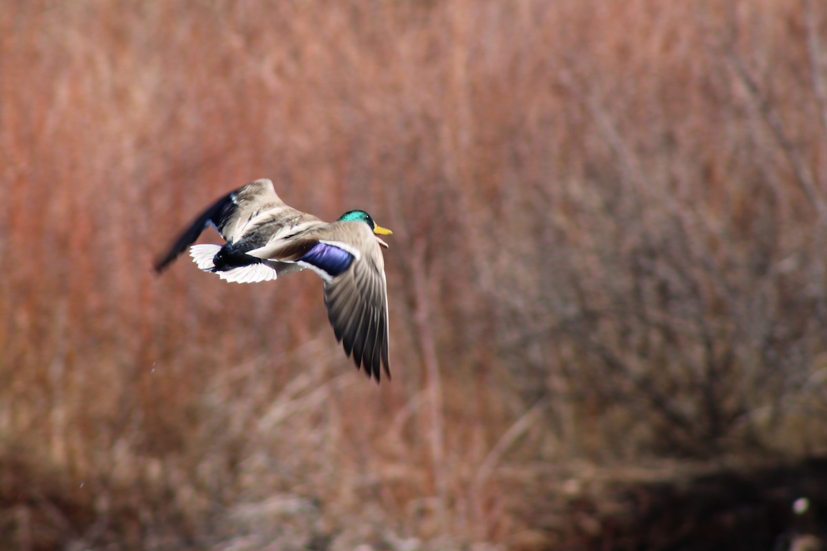 Canard colvert - ML195710831