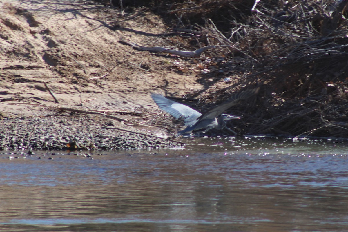 Great Blue Heron - ML195710871