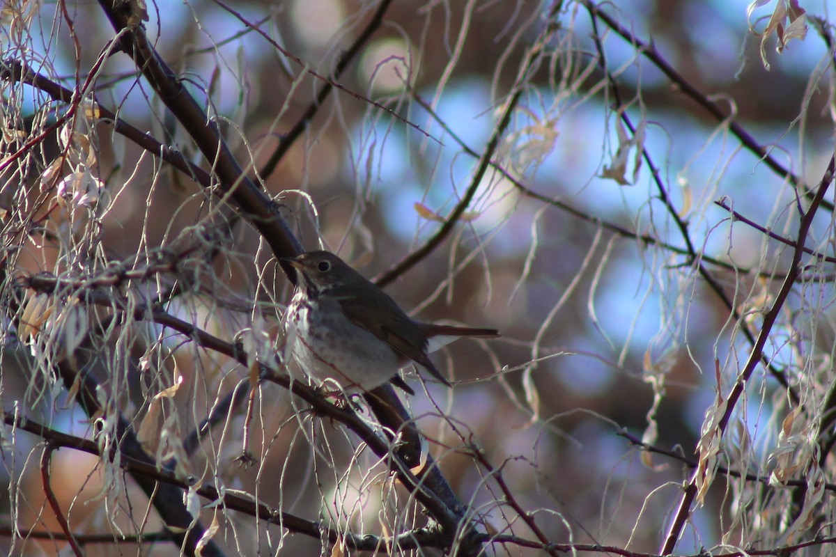 Hermit Thrush - ML195711281