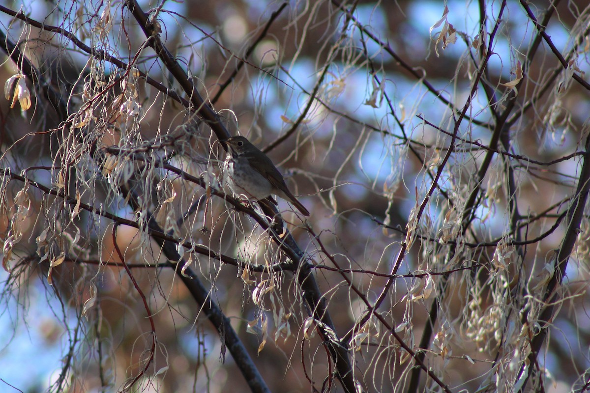 Hermit Thrush - ML195711321