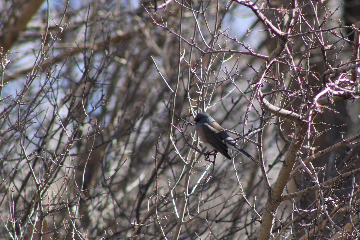 Junco ardoisé - ML195711331