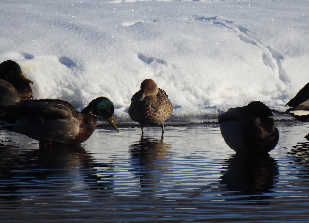 Northern Pintail - ML195711761