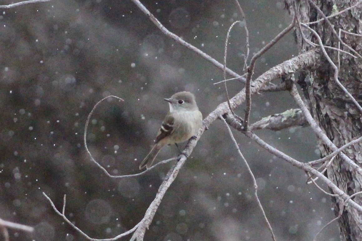 Hammond's Flycatcher - Jodhan Fine