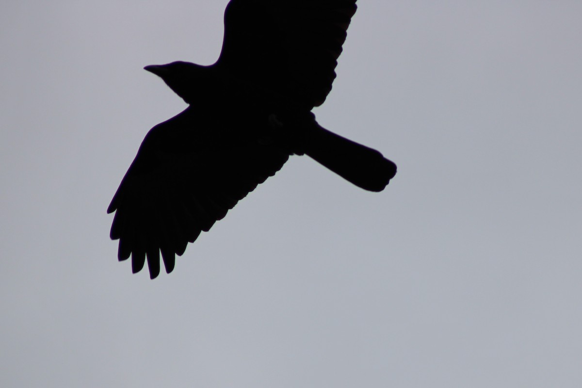 American Crow - ML195713321